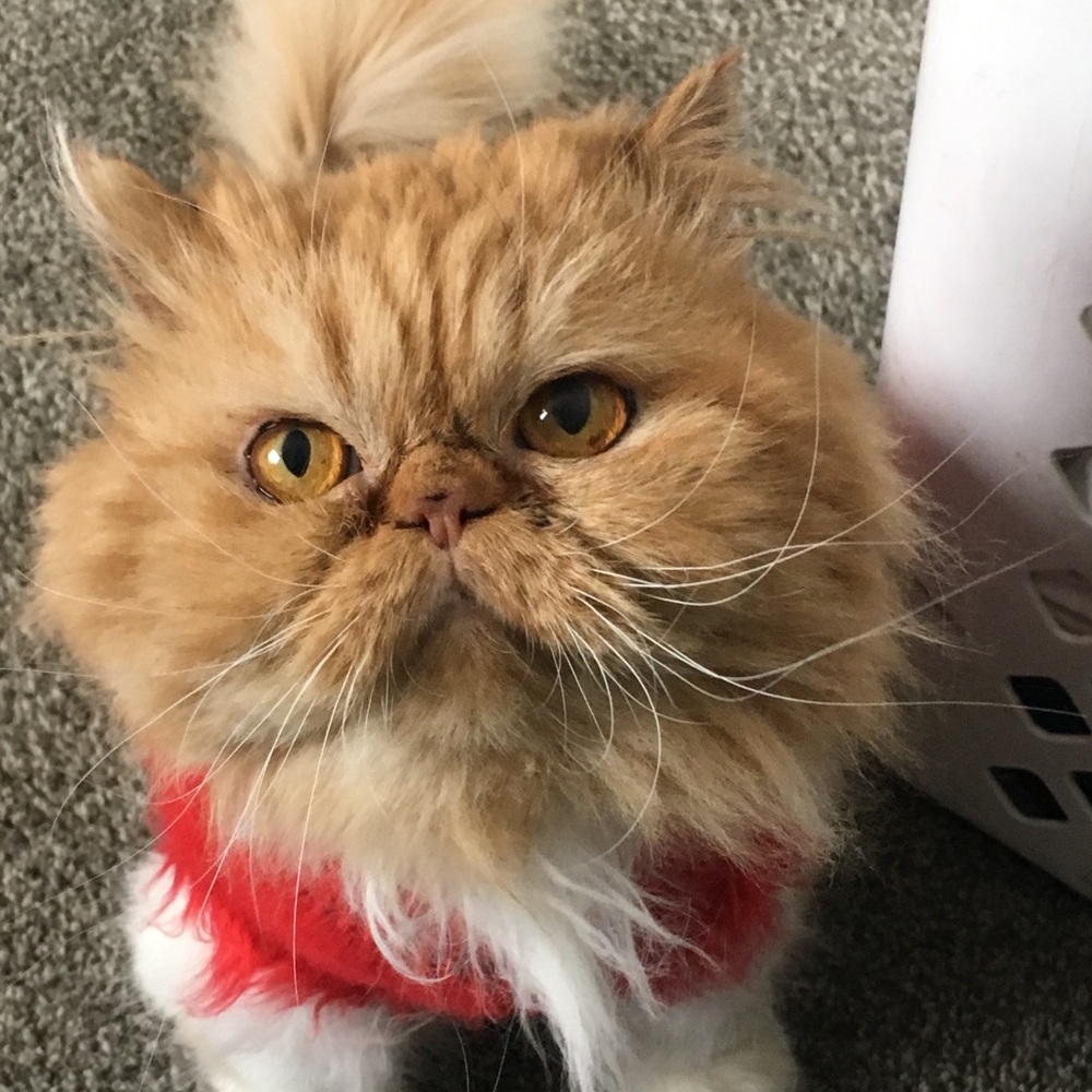 Meet your Posher, Kristen